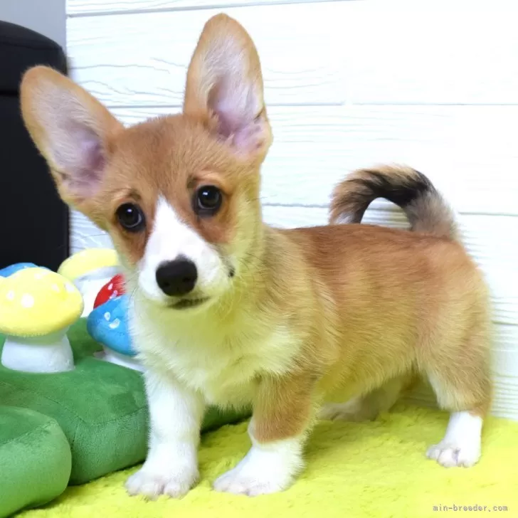 ID:2412-05946の子犬
