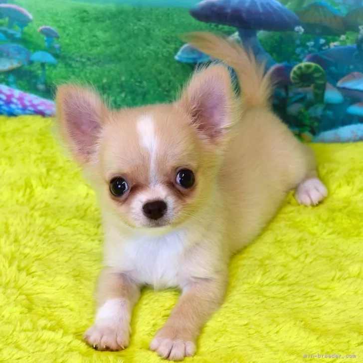 ID：2506-04678の子犬