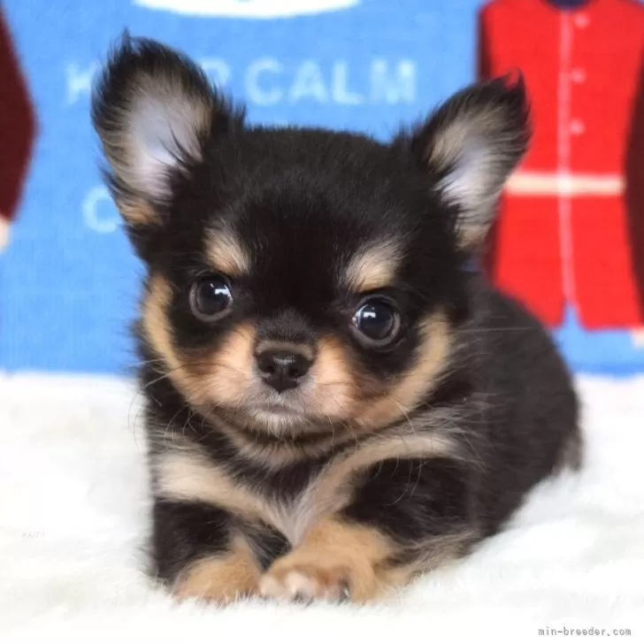 ID：2504-00788の子犬