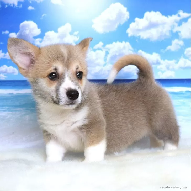 ID：2506-04812の子犬