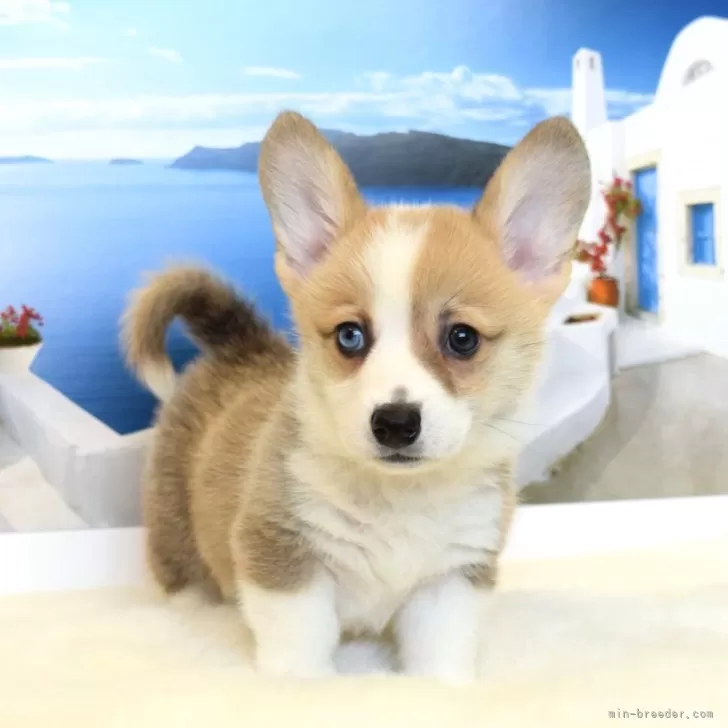 ロイママ 様のお迎えした子犬