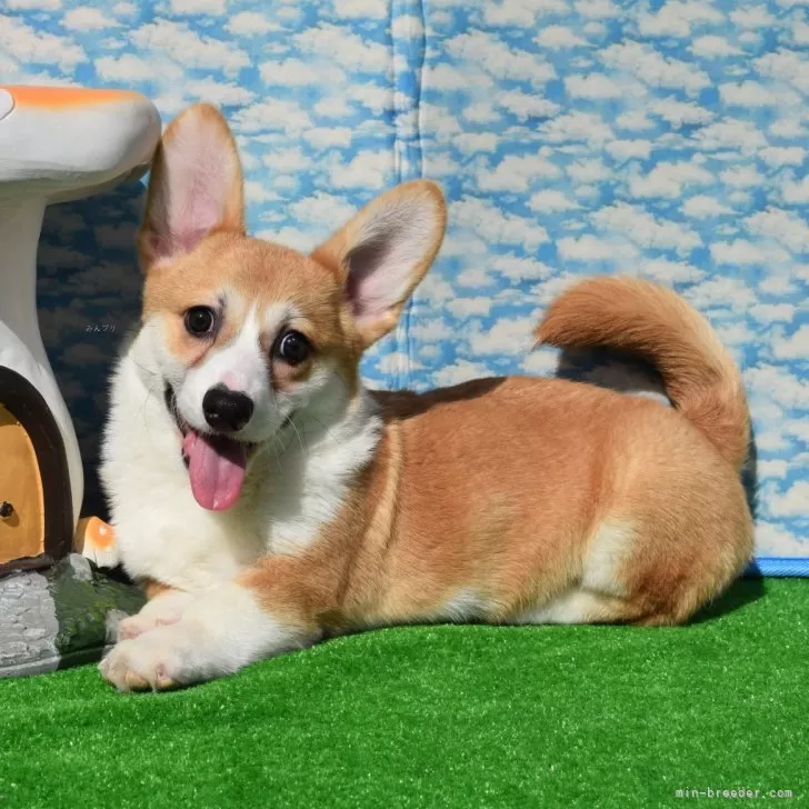 シュンくん 様のお迎えした子犬