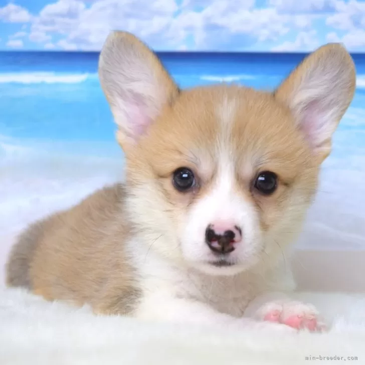 ID:2509-07800の子犬