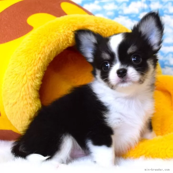 ID：2510-00536の子犬