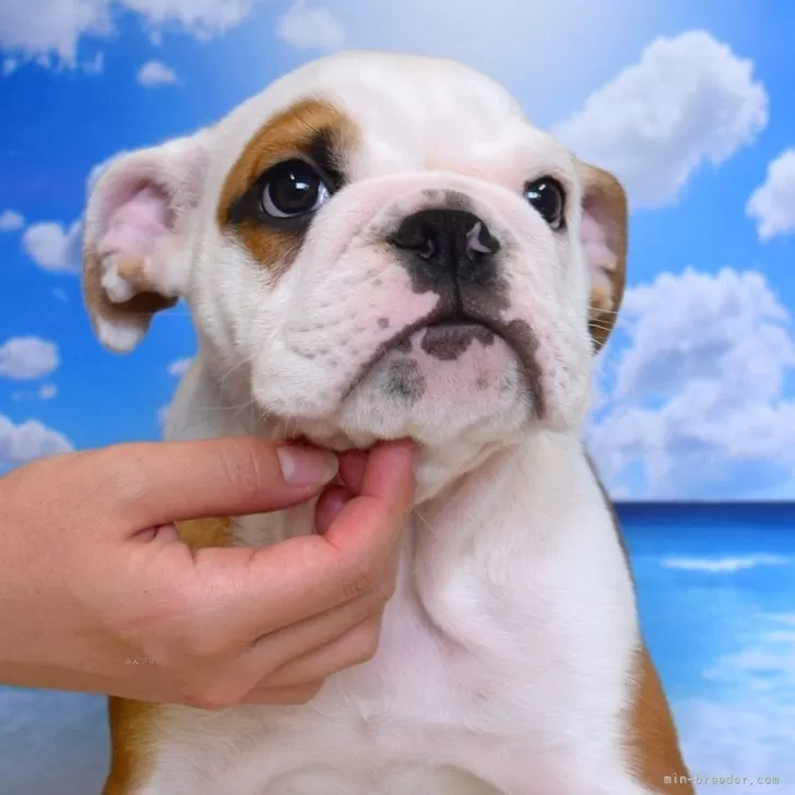 ID：2506-05029の子犬