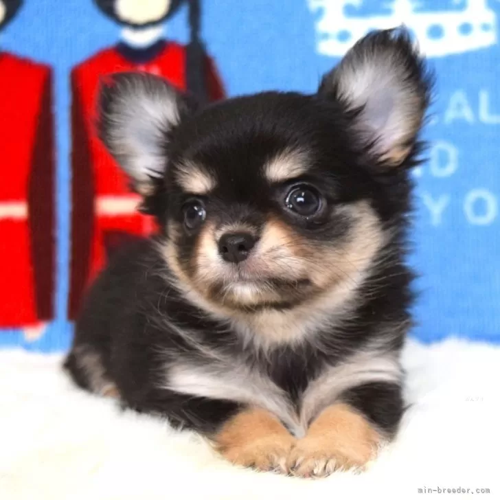 あっちゃん 様のお迎えした子犬