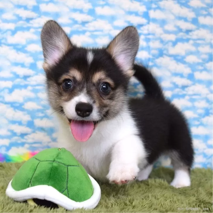 ID：2509-03251の子犬