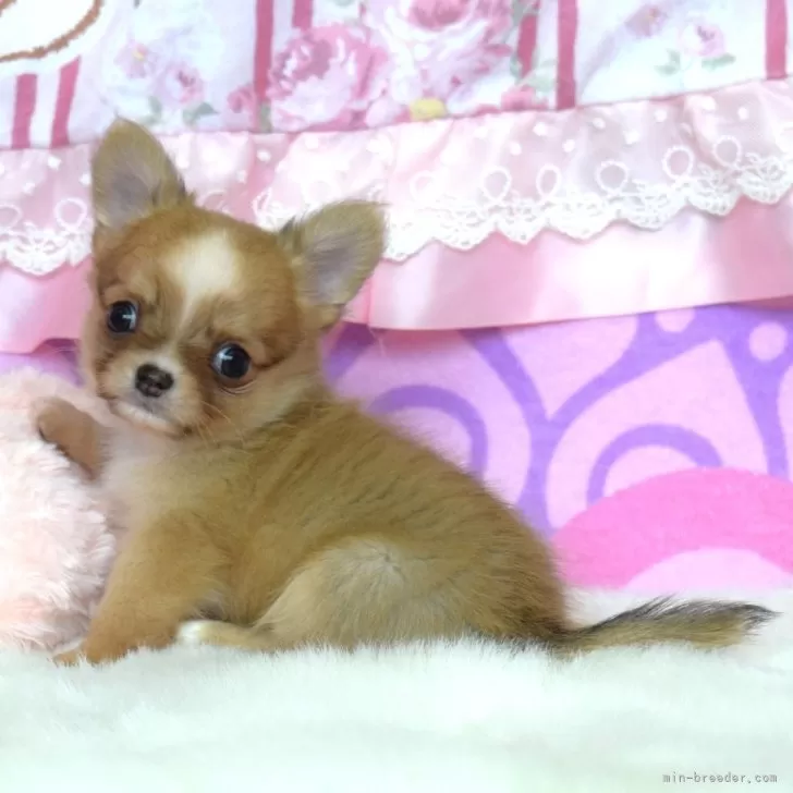 T.H 様のお迎えした子犬