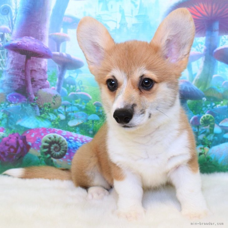 ブリーダー画像