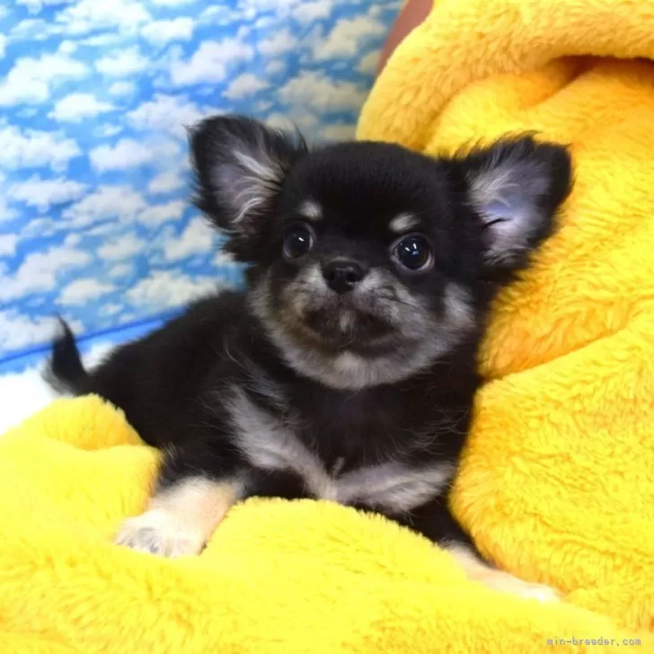 ID：2510-00546の子犬