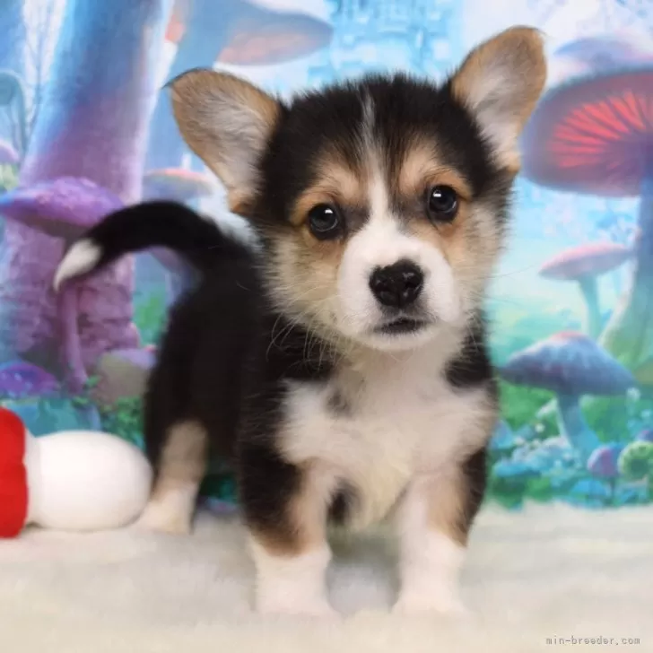 ID：2511-01460の子犬