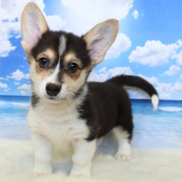 ウェルシュ・コーギー・ペンブローク【岡山県・女の子・2025年9月21日・ブラックタン&ホワイト(トライカラー)】の写真「いつもそばにいるよ❤️」