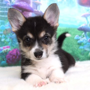 ウェルシュ・コーギー・ペンブローク【岡山県・女の子・2025年9月21日・ブラックタン&ホワイト(トライカラー)】の写真「いつもそばにいるよ❤️」