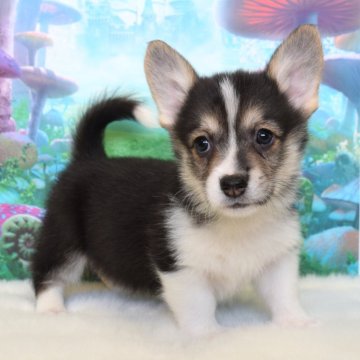 ウェルシュ・コーギー・ペンブローク【岡山県・女の子・2025年9月21日・ブラックタン&ホワイト(トライカラー)】の写真「いつもそばにいるよ❤️」