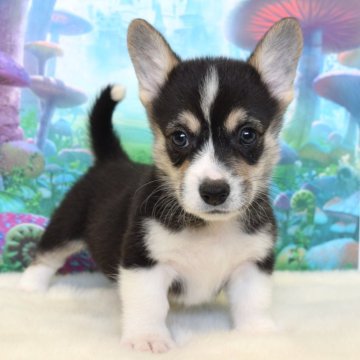 ウェルシュ・コーギー・ペンブローク【岡山県・男の子・2025年9月21日・ブラックタン&ホワイト(トライカラー)】の写真「いつもそばにいるよ❤️」