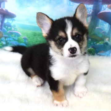 ウェルシュ・コーギー・ペンブローク【岡山県・男の子・2025年9月15日・ブラックタン&ホワイト(トライカラー)】の写真「いつもそばにいるよ❤️」