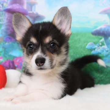 ウェルシュ・コーギー・ペンブローク【岡山県・女の子・2025年9月21日・ブラックタン&ホワイト(トライカラー)】の写真「いつもそばにいるよ❤️」