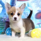 ウェルシュ・コーギー・ペンブローク