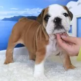 ブルドッグ