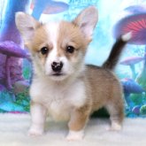 ウェルシュ・コーギー・ペンブローク