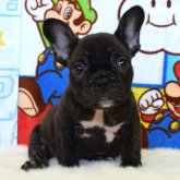 フレンチブルドッグ