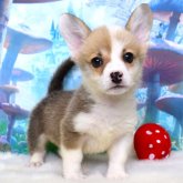 ウェルシュ・コーギー・ペンブローク