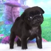 パグ