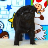 パグ
