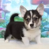 ウェルシュ・コーギー・ペンブローク【岡山県・女の子・2025年9月21日・ブラックタン&ホワイト(トライカラー)】の写真1