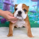 ブルドッグ