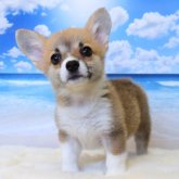 ウェルシュ・コーギー・ペンブローク