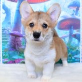 ウェルシュ・コーギー・ペンブローク