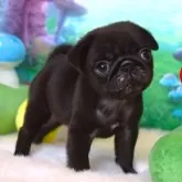 パグ