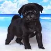 パグ