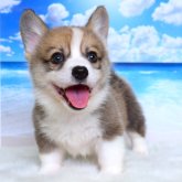 ウェルシュ・コーギー・ペンブローク