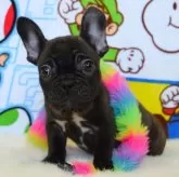 フレンチブルドッグ