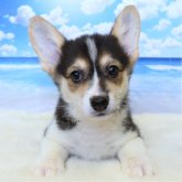 ウェルシュ・コーギー・ペンブローク