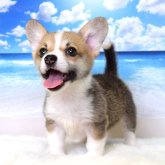 ウェルシュ・コーギー・ペンブローク