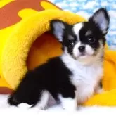 チワワ(ロング)