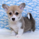 ウェルシュ・コーギー・ペンブローク