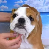 ブルドッグ
