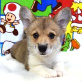 ウェルシュ・コーギー・ペンブローク