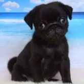 パグ