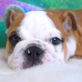 ブルドッグ