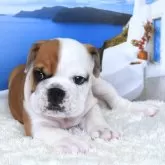 ブルドッグ