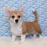 ウェルシュ・コーギー・ペンブローク【岡山県・女の子・2025年8月30日・レッド&ホワイト】の写真2