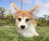 ウェルシュ・コーギー・ペンブローク【岡山県・男の子・2024年10月20日・レッド&ホワイト】の写真4