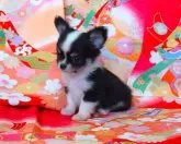 チワワ(ロング)【岡山県・男の子・2024年12月29日・ブラックタン&ホワイト】の写真3