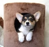 ウェルシュ・コーギー・ペンブローク【岡山県・男の子・2024年10月23日・ブラックタン&ホワイト】の写真4