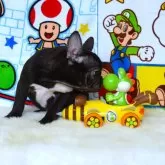 フレンチブルドッグ【岡山県・女の子・2025年5月21日・ブリンドル】の写真7